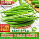 果農俠正宗杭椒新鮮不辣辣椒新鮮不辣當季水果杭椒可生吃蘸醬青椒杭椒 杭椒 2斤