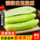 感光之水順豐海陽(yáng)白玉黃瓜 新鮮當季蔬菜山東牛奶水果黃瓜現摘玉女旱青瓜 凈重 3斤 嘗鮮裝順豐包郵