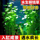 FKSC 瘋狂水草銅錢草魚缸里的水培植物魚缸造景水草直接入缸凈化水質(zhì)陰性蜈蚣草 銅錢草2盆約30-40根