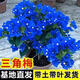 灑然藍花三角梅盆栽：、凈化空氣、吸甲醛庭院植物 稀缺【徐小巧】帶根帶土發(fā)貨 【六年苗】無(wú)紡布原土原盆-開(kāi)花300天