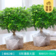 開時果 正宗胡椒木盆栽清香型 桌面植物苗防驅(qū)蚊草綠植盆景源頭直發(fā)包郵 【6年大苗】原土發(fā)貨2棵+肥料
