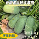 云南老品種黃瓜新鮮大黃瓜水果蔬菜黃瓜老品種生吃水果小黃瓜 2斤