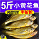 【活動(dòng)中】野生小黃花魚新鮮海捕冷凍大小黃魚深海魚鮮活海鮮水產(chǎn) 5斤精品中號(hào)【約11條/斤】