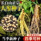 霖畔長(cháng)白山人參種子四季種植野山參種籽中草藥材苗種孑籽陽(yáng)臺庭院盆栽 長(cháng)白山人參種子2包 約100粒