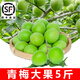 果優(yōu)港青梅鮮果福建詔安2026新鮮泡酒專(zhuān)用水果酵素當季高山梅子酸脆 青梅大果5斤順豐配送