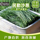 【順豐發(fā)貨】新鮮民勤特產(chǎn)沙蔥香蔥小蔥辛香脆爽美味可口現(xiàn)摘現(xiàn)發(fā) 3斤