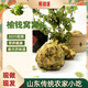 嶗味道青島嶗山榆錢窩窩頭生鮮面點(diǎn)粗糧饅頭手工面食約1.2kg源頭直發(fā)