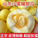 頭茬現(xiàn)摘正宗新鮮星甜20蜜罐甜瓜山東小蜜蜂甜瓜應季水果甜香薄皮 凈重4.5斤