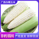 粵品廣西白糯玉米2025新鮮帶殼牛奶苞谷水果蔬菜現(xiàn)摘整箱生玉米 白糯玉米9斤 （約11-17根） 新鮮帶殼