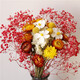 干花插花永生滿(mǎn)天星勿忘我雛菊花束花卉云南干花基地直發(fā)居家花藝 紅滿(mǎn)雛菊(不含花瓶） 干花包