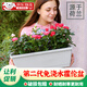 草莓種菜盆陽(yáng)臺樓頂種菜箱長(cháng)方形塑料長(cháng)條北歐簡(jiǎn)約花槽盆栽種植盆 【加大加厚】深灰色+卡托 長(cháng)50cm*高15cm*寬19cm