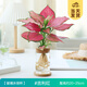 開時果 水培植物辦公室內(nèi)桌面盆栽 水養(yǎng)綠蘿水生花植物綠植源頭直發(fā)包郵 吉?dú)v紅（含玻璃瓶+竹托） （加贈 營養(yǎng)液）