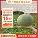 奇果出疆順豐新疆直發(fā)哈密瓜吐魯番西州蜜甜網(wǎng)紋瓜應(yīng)當(dāng)季生鮮水果現(xiàn)摘整箱 凈重6-7斤|2-3個(gè)瓜|不甜包賠