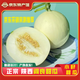 秦品堂閻良甜瓜正宗頭茬甜瓜源頭直供原產(chǎn)地直發(fā)脆甜白皮水果 閻良甜瓜8.5-9斤【6-8枚】