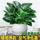 泰西絲金鉆盆栽花卉綠植擺件客廳 綠公主3株+中號(hào)藝術(shù)白陶瓷盆 源頭直發(fā)