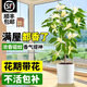 臨雅白蘭花盆栽玉蘭花樹(shù)苗帶花苞黃角蘭室內庭院濃香花卉四季開(kāi)花植物 【白蘭】花苗28-40cm左右