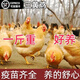正宗三黃雞雞苗一斤散養(yǎng)小雞母雞產(chǎn)蛋王黃柴雞脫溫活一斤活雞苗 1斤左右乄三黃雞6只【6母】