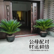 精品鐵樹(shù)盆栽大型老樁公母落地綠植陽(yáng)臺(tái)庭院旺宅喬遷送禮盆景好養(yǎng) 門(mén)口公母一對(duì)鐵樹(shù)120-130CM 帶盆載好送貨上門(mén)
