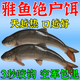 雅魚(yú)專(zhuān)用餌料湖泊溪流裂腹魚(yú)爆護打窩料超腥香可搓可拉不空軍餌料 一包