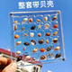 天然海螺貝殼海邊螺貝收集盒亞克力磁性高透海洋科普材料標本擺件 【36格】帶海螺貝殼套裝