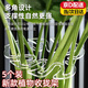 iosn龜背竹支撐桿花支撐架枝干收攏架植物防倒伏支架專(zhuān)用綠植花架固定 【升級透明亞克力】收攏器5個(gè)裝