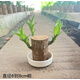 花音谷【大葉巴西木】帶芽帶葉發(fā)貨可開花幸運木禮物情人節(jié)室內(nèi)好養(yǎng) 10cm高6-8粗【帶葉】巴西木+瓷盆+液 帶葉發(fā)貨