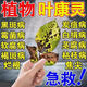 八個(gè)老頭葉康靈植物雙效靈通用免稀釋營(yíng)養(yǎng)液多菌靈園藝抗病茶花預(yù)防病菌 葉康靈*5瓶