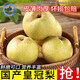 汀若國(guó)產(chǎn)香梨酥梨鴨梨新鮮水果生鮮 整箱約3.5-2.7斤/凈含量1200g