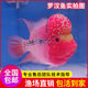 羅漢魚(yú)成魚(yú)亞成泰國爆頭鴻運金花觀(guān)賞魚(yú)進(jìn)口熱帶魚(yú)招財火鳳凰起頭 【鴻運羅漢魚(yú)】已起頭 14-16cm【品質(zhì)保障】