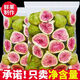 北京同仁堂原材料很健康無添加凍干無花果干原味水果脫水即食兒童孕婦零食優(yōu) 0添加+0防腐+0色素+0熏硫 凍干鎖鮮無花果干1袋