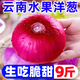 黃六爺 云南水果大洋蔥10斤新鮮蔬菜小當季紫皮圓蔥頭元蔥甜味生吃批發(fā) 3斤裝 | 新鮮現挖，生吃脆甜
