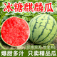 甜果源 8424麒麟西瓜 脆甜薄皮冰糖西瓜無籽有籽頭茬時(shí)令應(yīng)季新鮮水果 凈重8-9斤【實(shí)惠性價(jià)比】 【無籽/有籽隨機(jī)發(fā)】