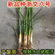 茭白種苗高筍苗春夏秋季水田種植秋季采收精品蔬菜茭白苗茭白苗種 精品新品種浙交八號(hào)【包活】產(chǎn)量 五十株