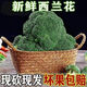 京詩(shī)悅新鮮現摘西蘭花青?；ㄒ宋魉{花西餐沙拉輕食當季農家新鮮蔬菜 5精選裝