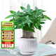 京東綠植發(fā)財樹(shù)盆栽水培桌面綠植物擺件招財三桿辦公室內帶盆花卉源頭直發(fā)