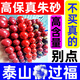 清玉絮真天然原礦朱砂手串高含量真品手鐲正品本命年手鏈男女本命年護身 8MM天然朱砂手串（假一賠十）