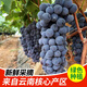 現(xiàn)摘云南夏黑葡萄巨峰黑加侖新鮮水果當(dāng)季無籽黑提子孕婦水果 1斤裝（單粒3-8克）