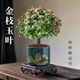 泰西絲獨桿金枝玉葉多肉盆栽綠植花卉擺件旭日東升陶瓷盆+方托 源頭直發(fā)