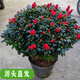 聽(tīng)雪樓特大杜鵑花盆栽老樁樹(shù)苗陽(yáng)臺室外耐寒庭院 國旗紅冠40-45高40左右 不含盆