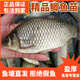 中科三號鯽魚(yú)苗水產(chǎn)種苗黃金鯽中科五號工程鯽高背土鯽魚(yú)苗活體魚(yú)苗批發(fā) 大鯽魚(yú)4-6厘米30條送10%防損