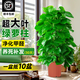 臨雅大葉綠蘿柱盆栽客廳大型綠植辦公室內除甲醛凈化空氣新房好養綠籮 綠蘿柱1.2-1.3米【原盆原土】