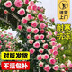 行湘爬藤月季花卉綠植盆栽花園地栽 粉色龍沙20cm左右2棵 源頭直發(fā)