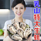 新鮮生蠔肉現剝即食牡蠣 5兩5斤裝[個(gè)大肥美]新疆西藏不發(fā)