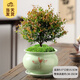 開(kāi)時(shí)果 大棵小葉赤楠老樁桌面盆栽 好養活綠植金絲楠木樹(shù)苗四季常青盆景 6年小葉赤楠+荷花青瓷盆 贈鮮活苔蘚（部分盆-自帶底座）