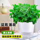 泰西絲大號薄荷盆栽綠植水培植物客廳桌面擺件好養(yǎng)+光汐吸水盆 源頭直發(fā)