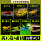 森悠（SARYOR）黑殼蝦除藻蝦淡水鮮活觀賞蝦清潔魚耐活好養(yǎng)熱帶觀賞魚寵物水晶蝦 小號多彩蝦全家福
