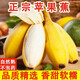 味果生廣西正宗蘋(píng)果蕉新鮮當季孕婦水果整箱香蕉芭蕉粉蕉現摘現發(fā) 3斤