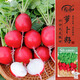 壽禾櫻桃蘿卜種子苗水果蘿卜春季蔬菜種籽 紅櫻桃蘿卜種子20g約1600粒