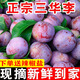 正宗錢排紅心三華李應季孕婦水果脆爽銀妃芙蓉李現摘整箱包郵 5斤 【特大果】14-18個左右/斤