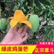 正宗廣東湛江雷州覃斗芒果雞蛋芒果新鮮特產順豐送禮水果 5斤 100~300g 海南或廣西 臺農芒果